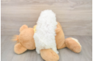 Popular Bichon Frise Purebred Pup