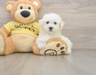 6 week old Bichon Frise Puppy For Sale - Premier Pups