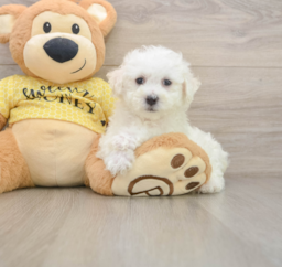 7 week old Bichon Frise Puppy For Sale - Premier Pups