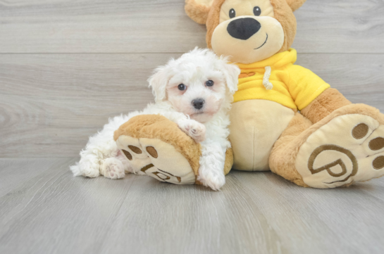 Fluffy Bichon Frise Purebred Puppy