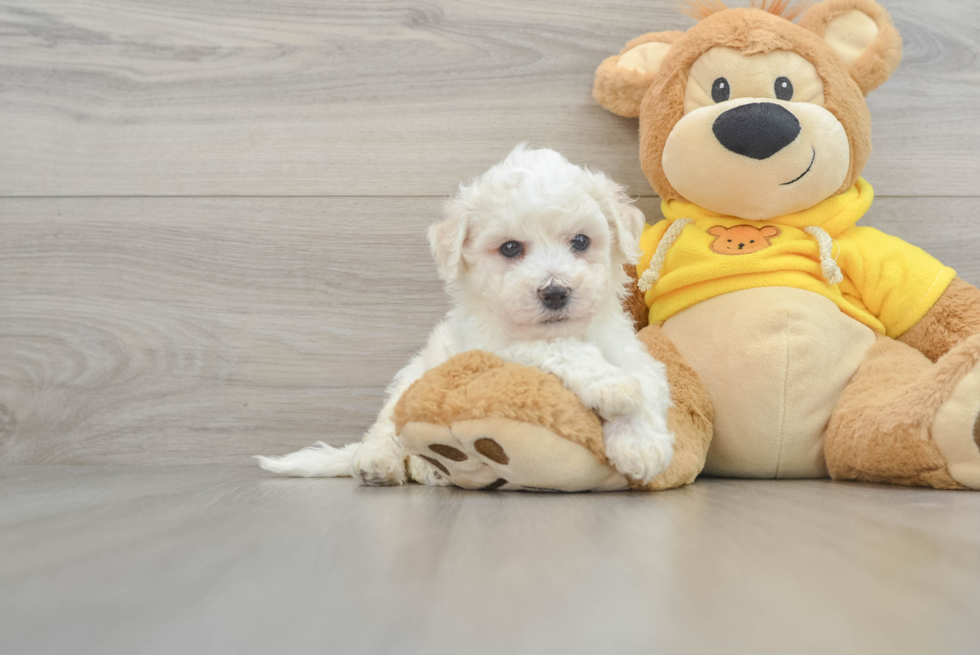 Bichon Frise Puppy for Adoption