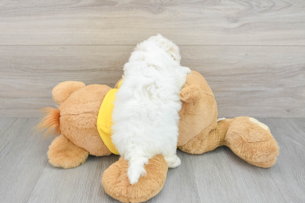 Little Bichon Frise Purebred Pup