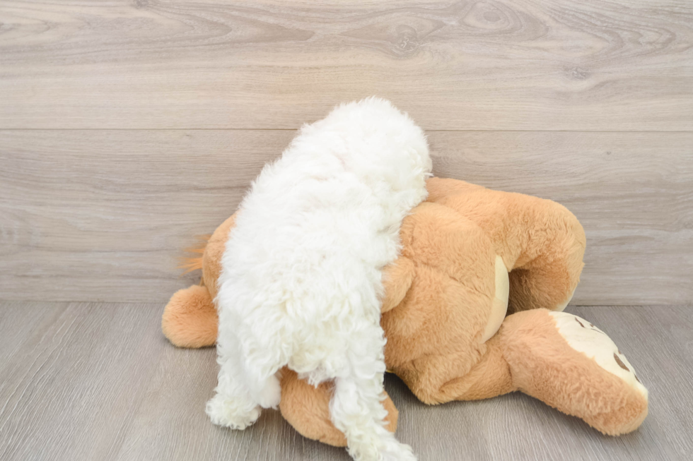 Best Bichon Frise Baby