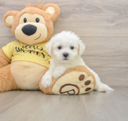 7 week old Bichon Frise Puppy For Sale - Premier Pups