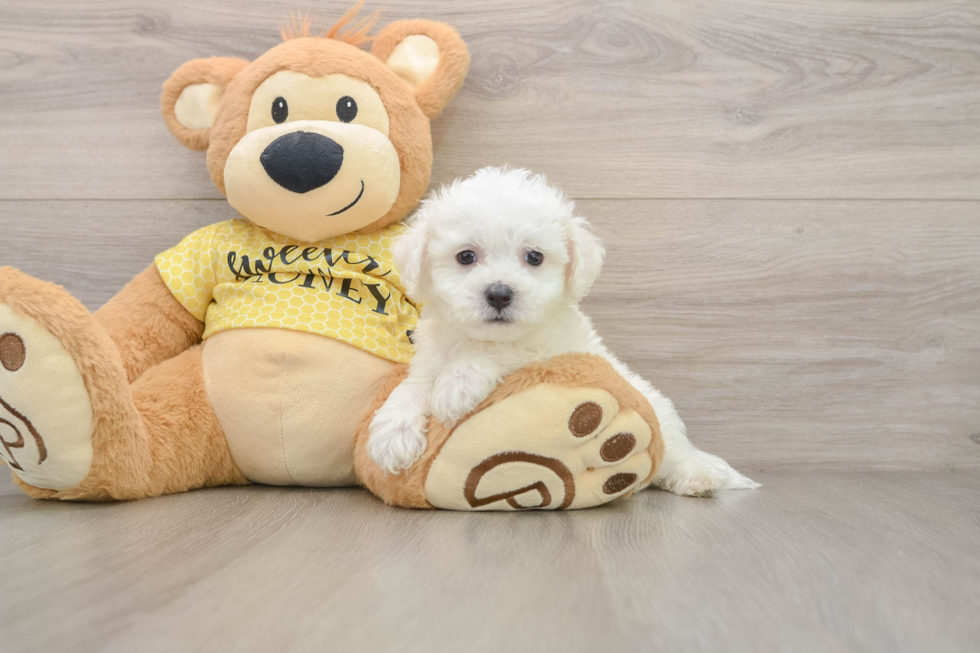 Bichon Frise Pup Being Cute