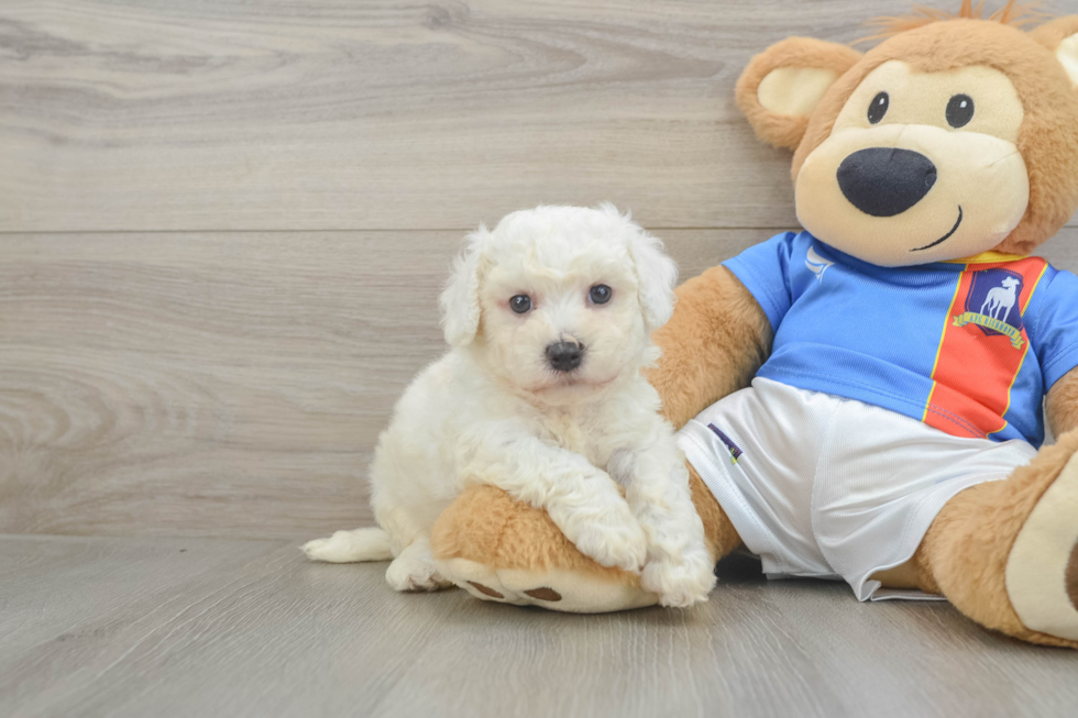 Smart Bichon À Poil Frisé Purebred Puppy