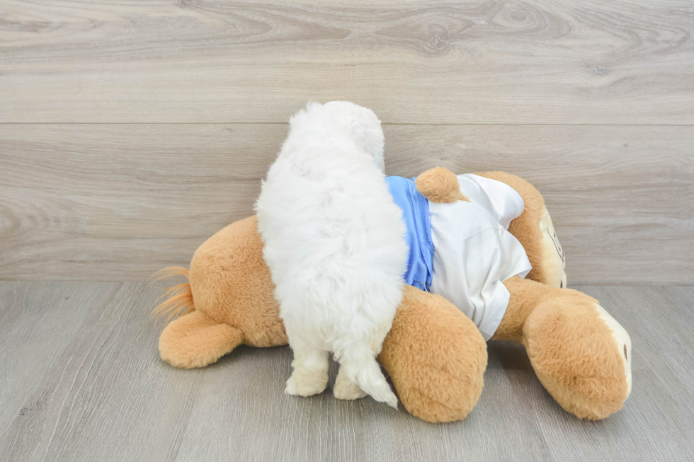 Bichon Frise Puppy for Adoption