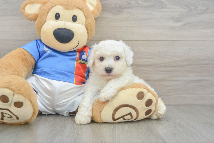 Funny Bichon Frise Baby