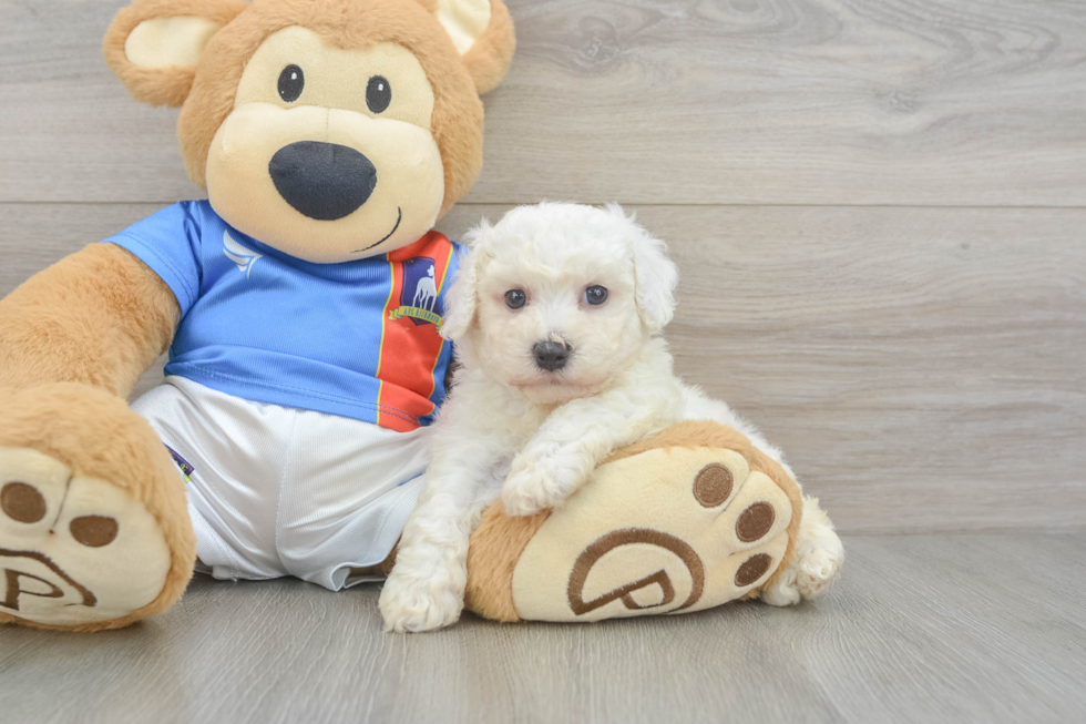 Funny Bichon Frise Baby