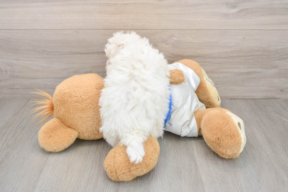 Bichon Frise Pup Being Cute