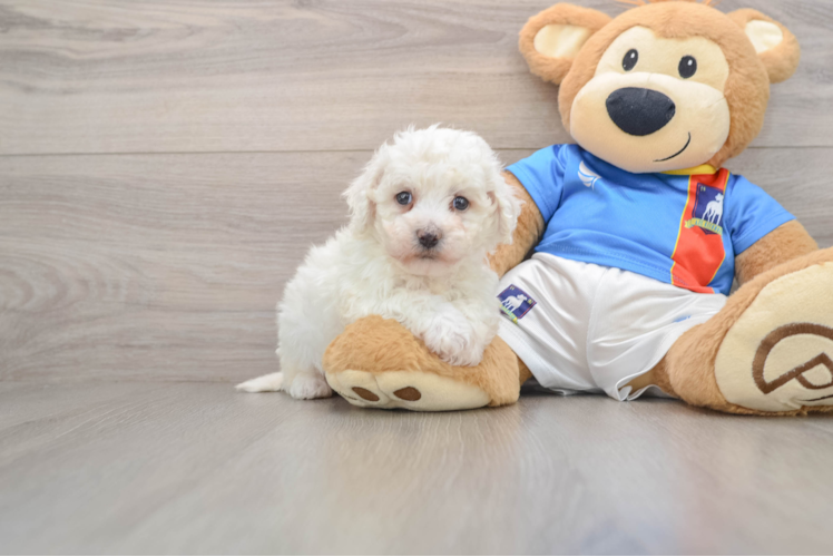 Akc Registered Bichon Frise Baby