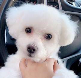 Bichon Frise Puppies For Sale - Premier Pups