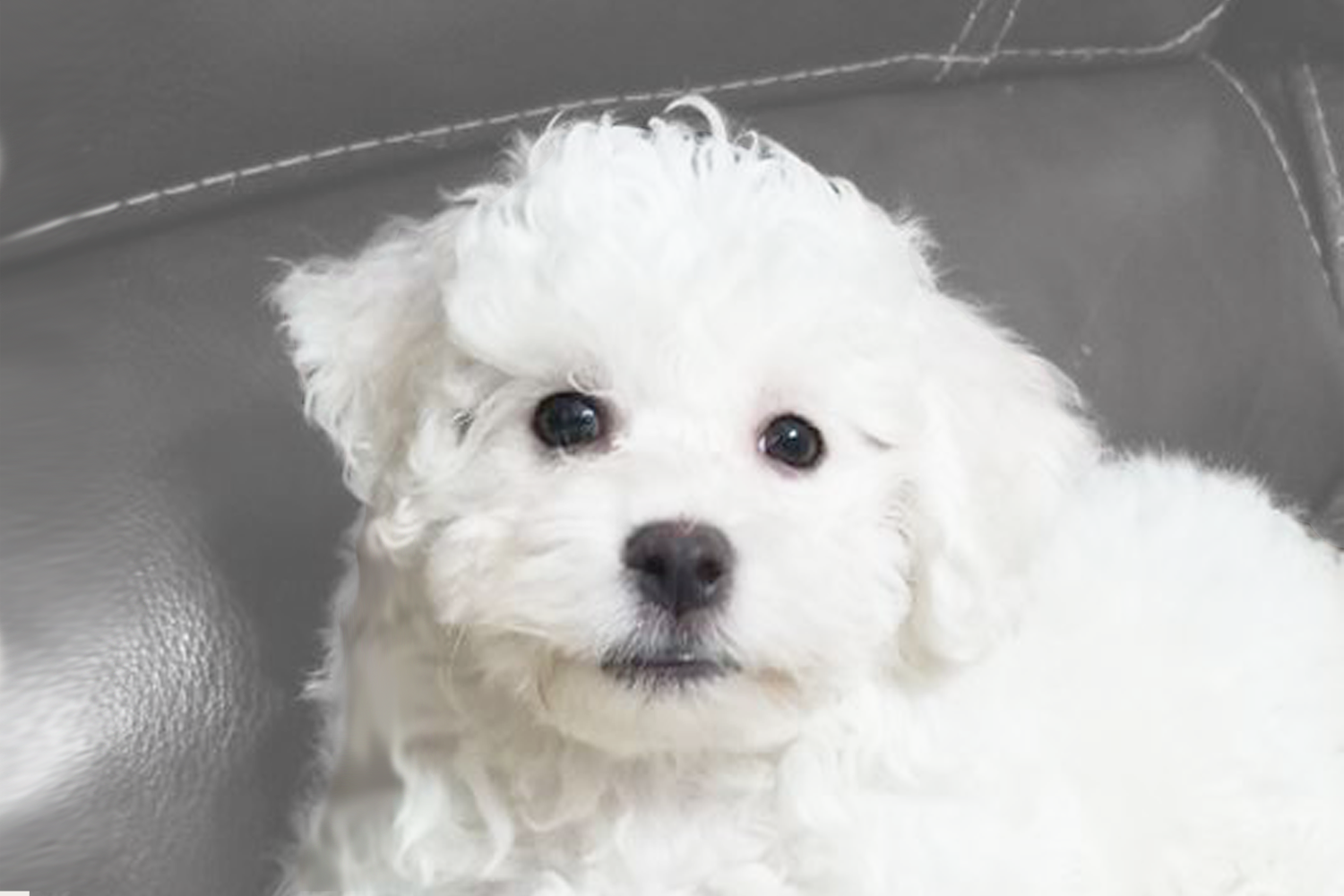 Bichon Frise Puppies For Sale - Premier Pups