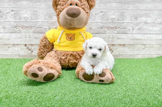 Fluffy Bichon Frise Purebred Puppy