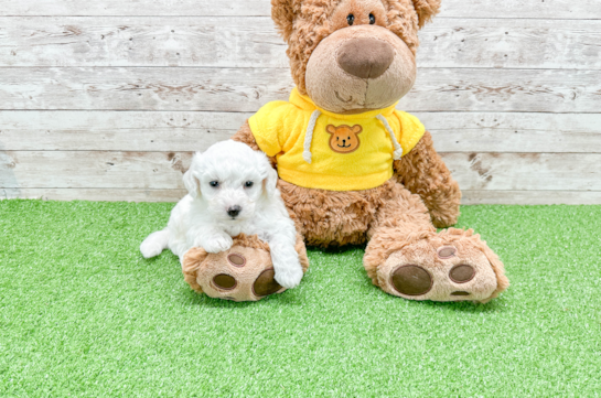 Best Bichon Frise Baby