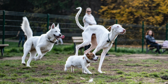 Big Dogs vs Small Dogs – The Great Debate