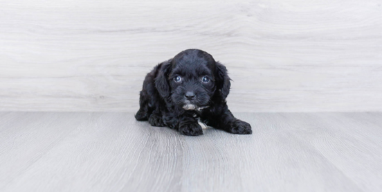 Black Cavapoo: Traits and Care