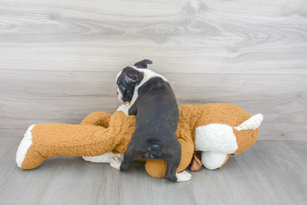 Small Boston Terrier Baby
