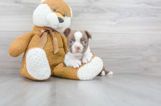 Boston Terrier Pup Being Cute
