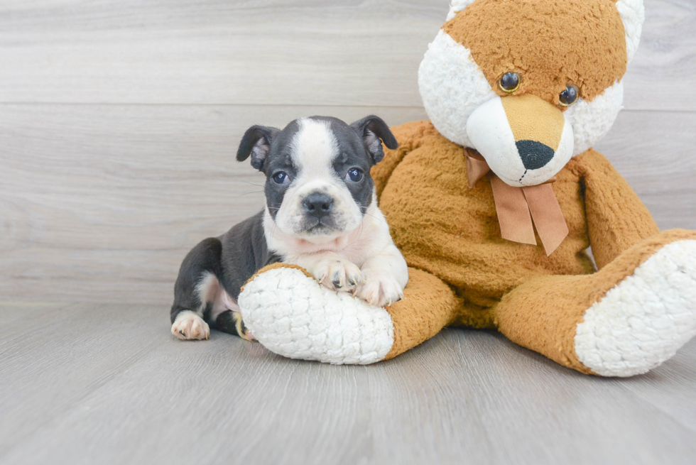 Playful Boston Terrier Purebred Pup