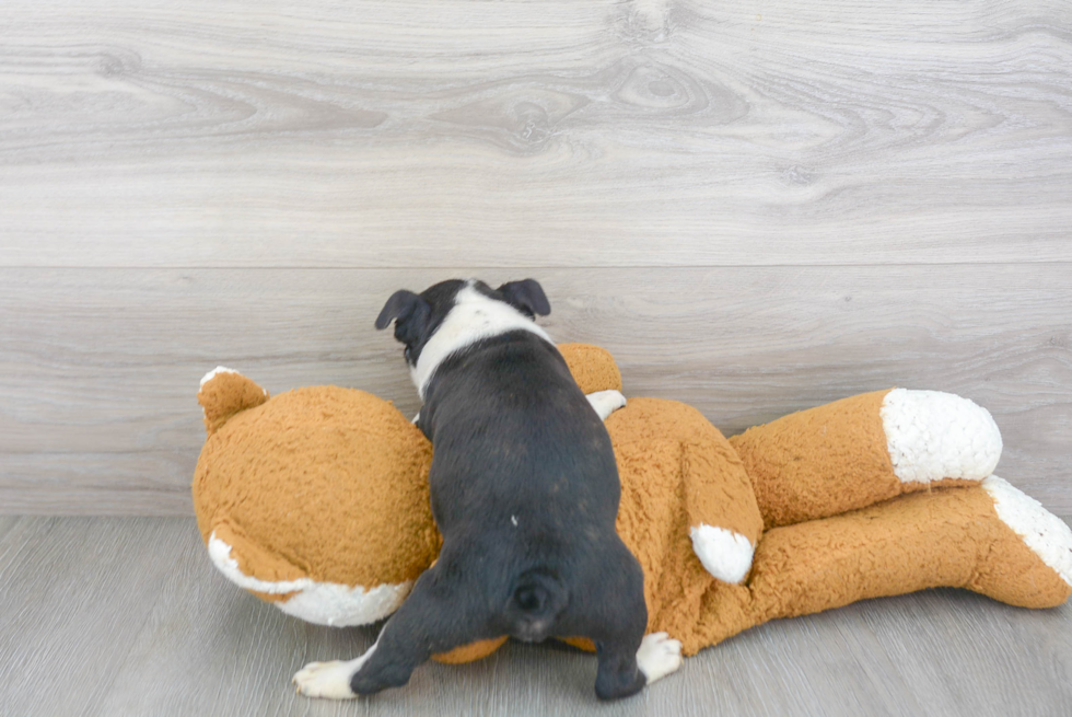 Best Boston Terrier Baby