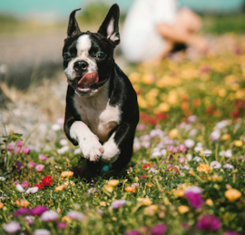 Boston Terrier Puppies For Sale - Premier Pups