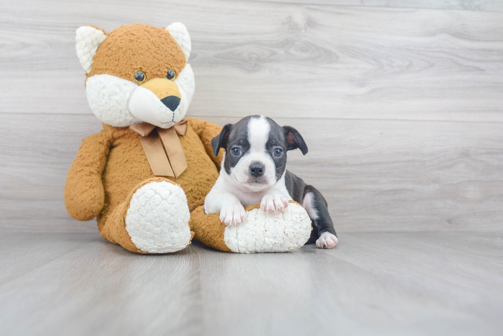 Little Boston Terrier Baby