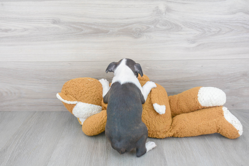 Best Boston Terrier Baby