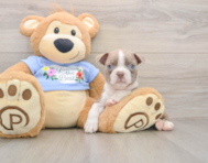 6 week old Boston Terrier Puppy For Sale - Premier Pups