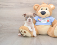 6 week old Boston Terrier Puppy For Sale - Premier Pups