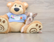 6 week old Boston Terrier Puppy For Sale - Premier Pups