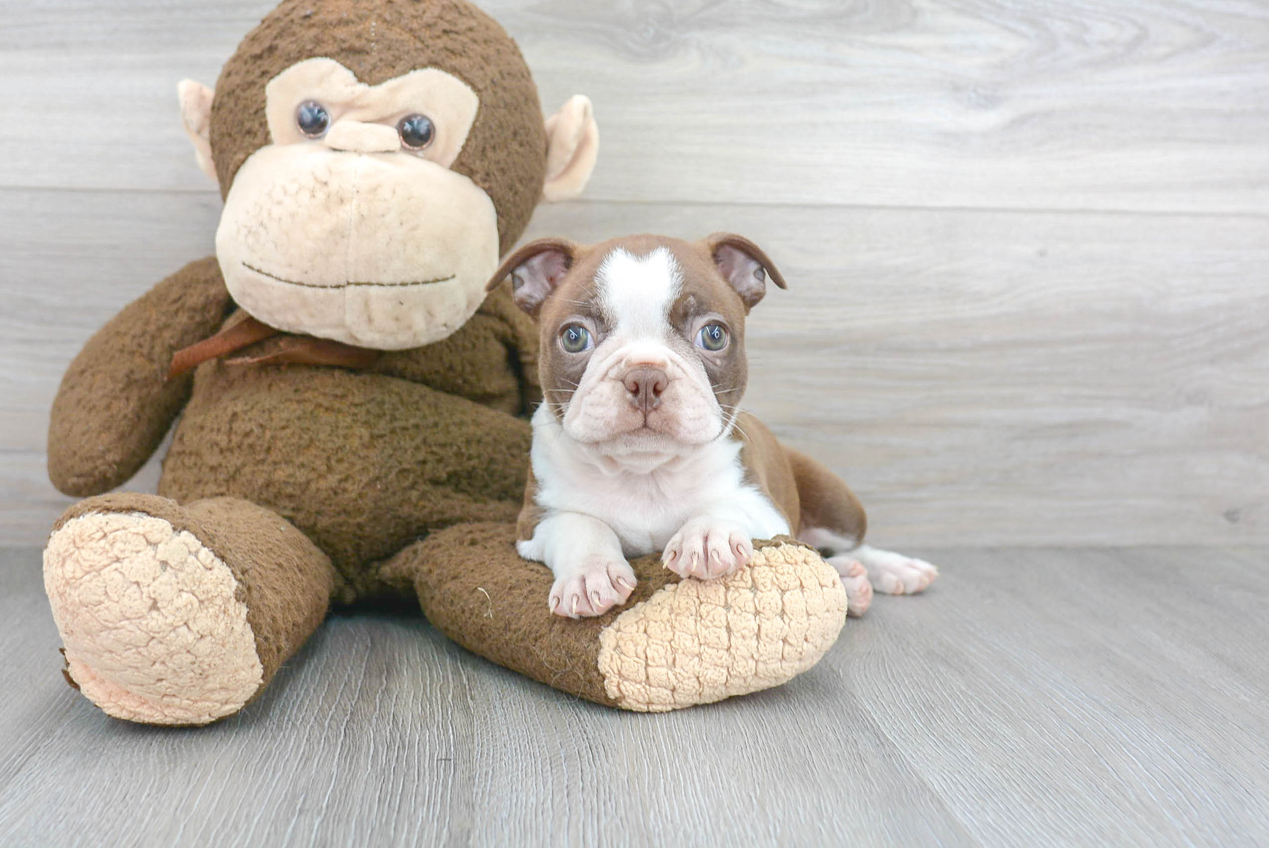 Boston Terrier Puppy for Adoption