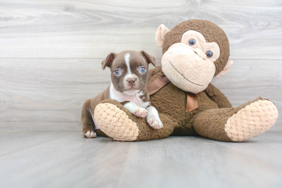 Boston Terrier Puppy for Adoption