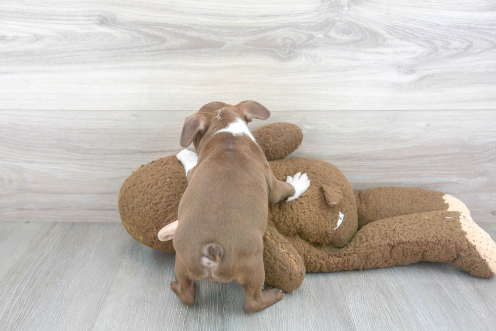 Popular Boston Terrier Baby