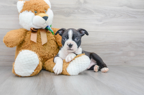 Akc Registered Boston Terrier Purebred Pup