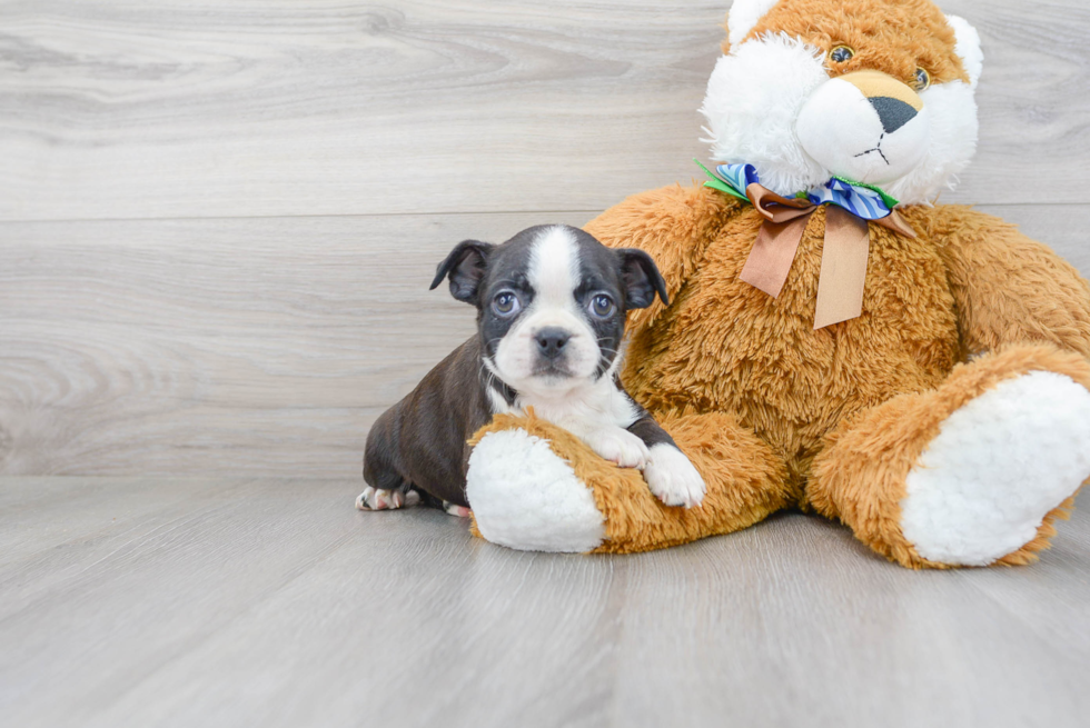 Boston Terrier Puppy for Adoption