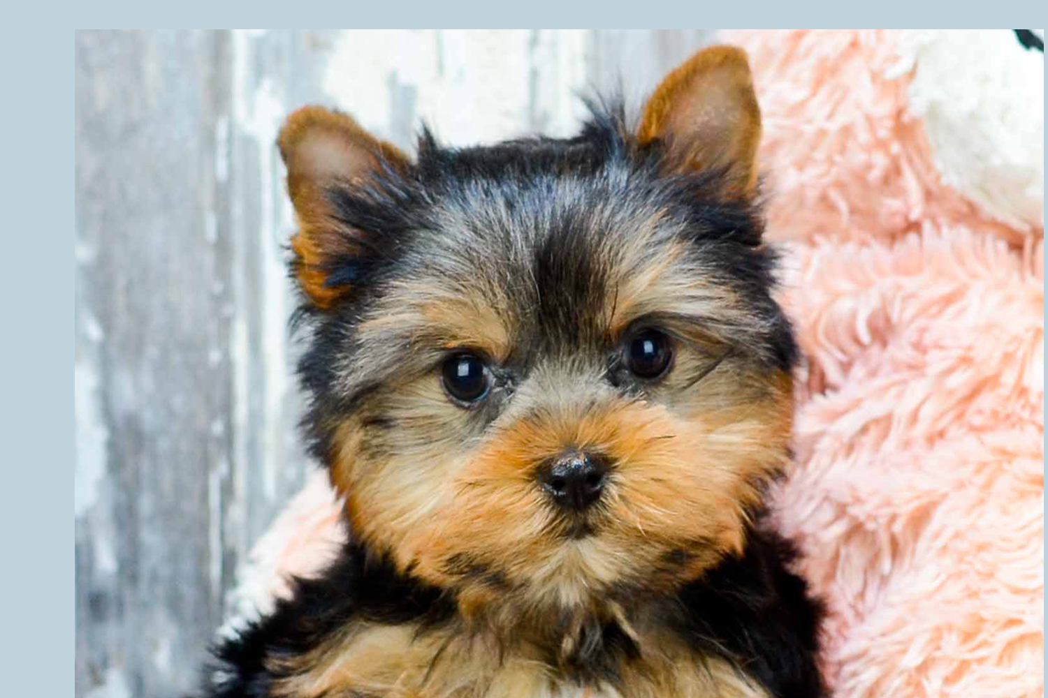 Yorkshire Terrier Puppies For Sale - Premier Pups
