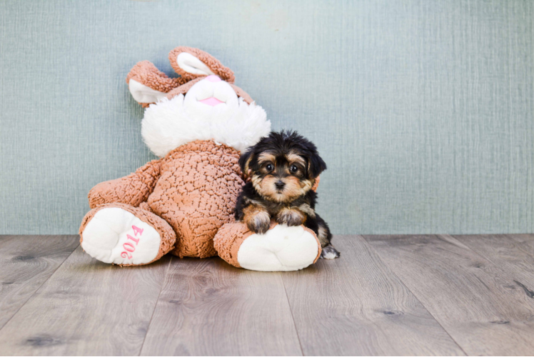Friendly Morkie Baby