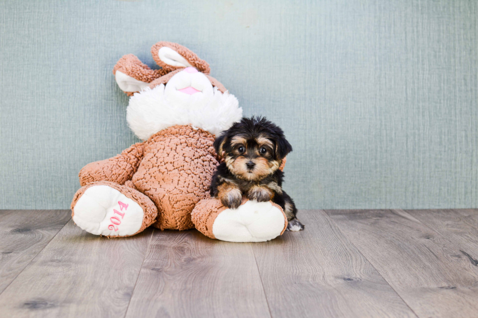 Friendly Morkie Baby