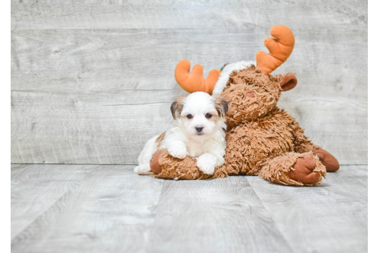 Morkie Puppy for Adoption