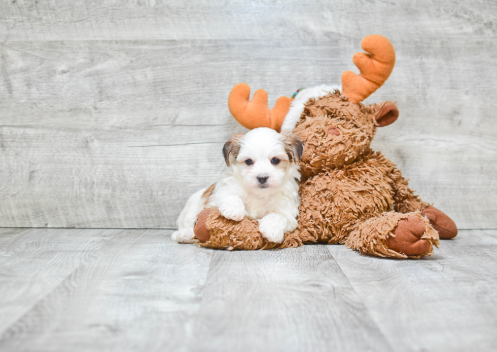 Morkie Puppy for Adoption