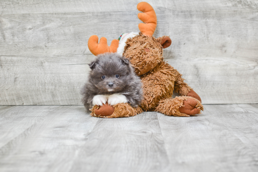 Best Pomeranian Baby