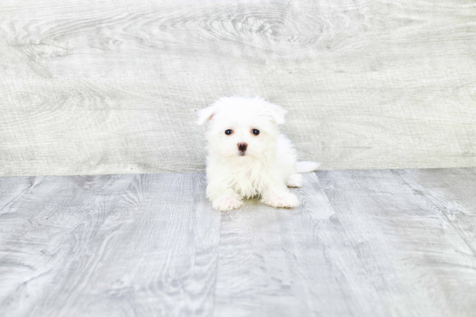 Maltese Pup Being Cute