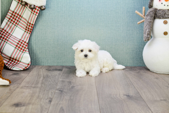 Maltese Puppy for Adoption