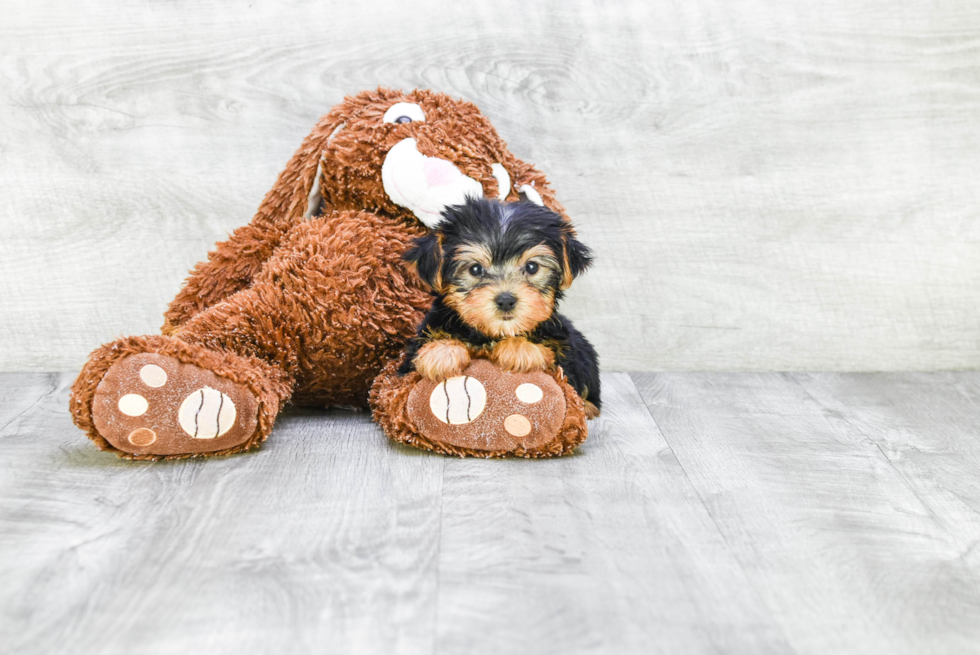 Meet Timmy - our Yorkshire Terrier Puppy Photo 
