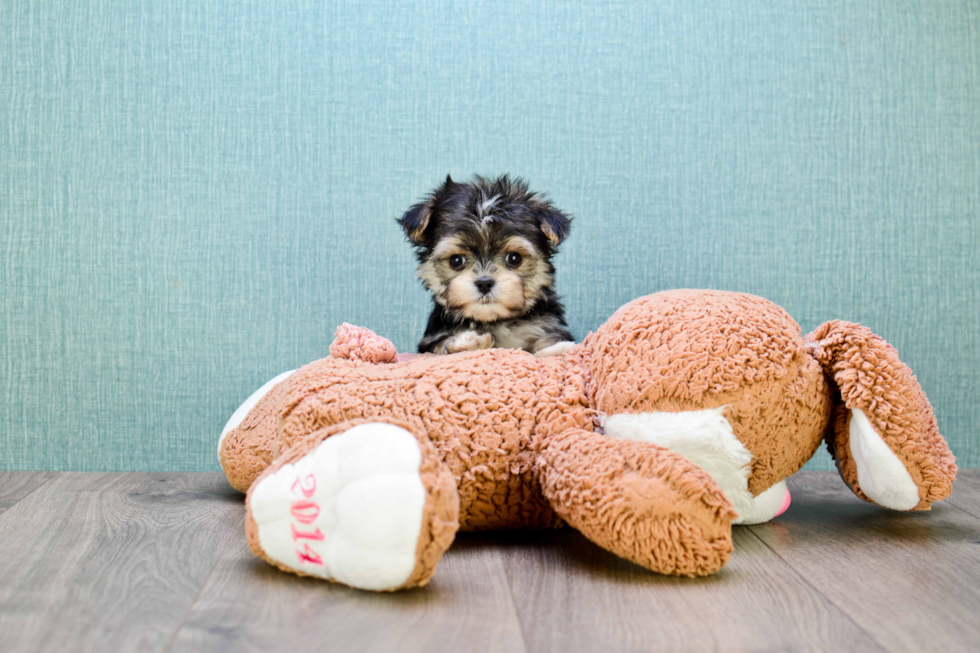 Morkie Pup Being Cute