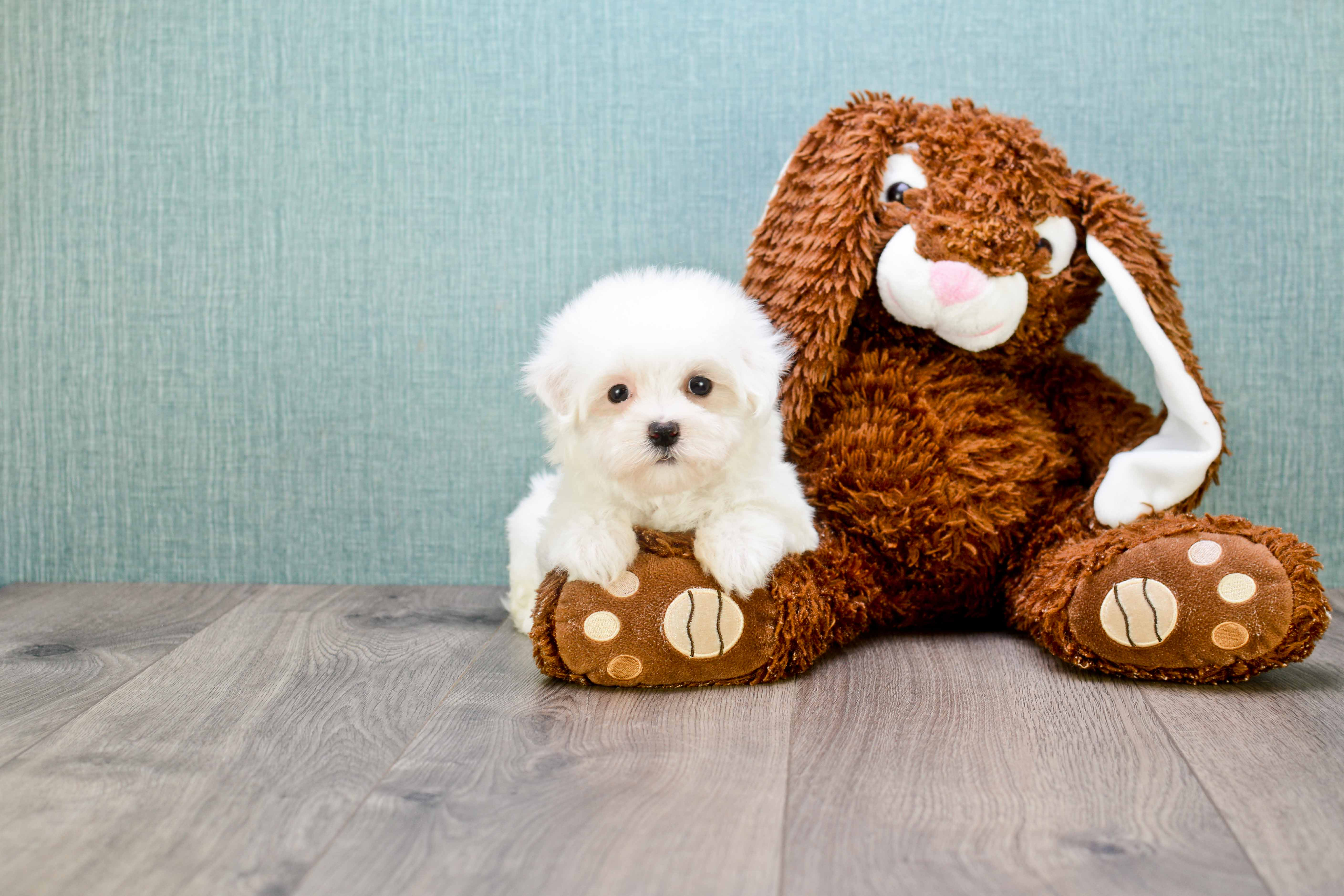 Playful Maltese Baby