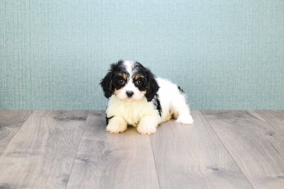 Cavachon Puppy for Adoption