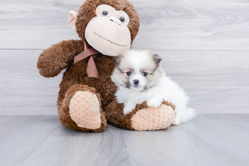 Playful Pomeranian Purebred Pup