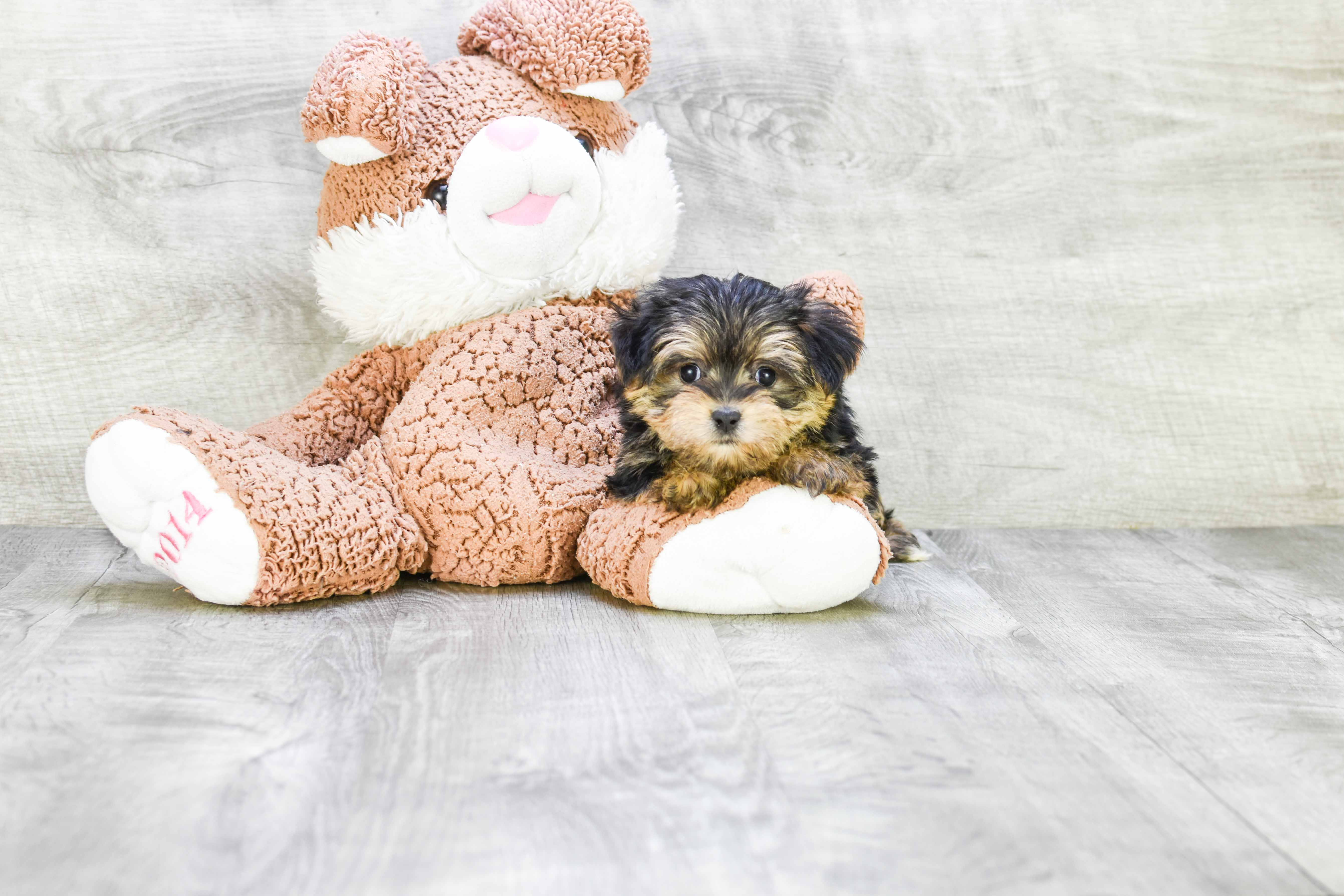 Morkie Puppy for Adoption